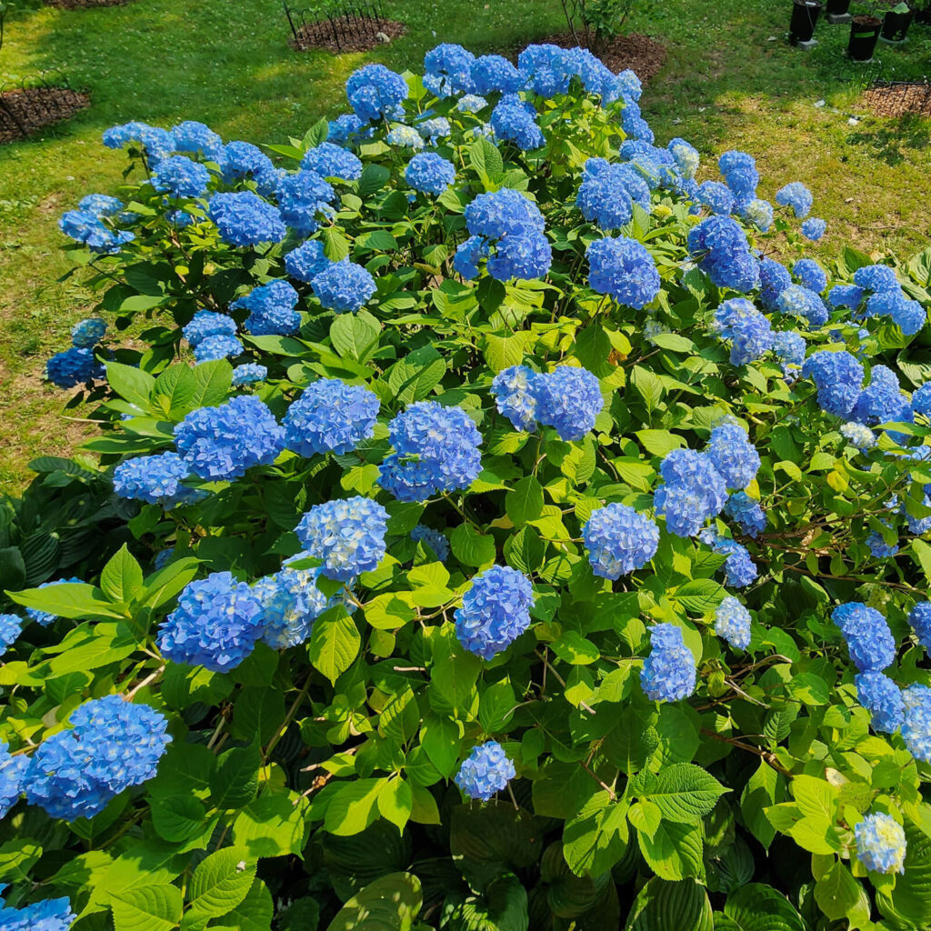 Big Leaf Hydrangea (1 gal.)