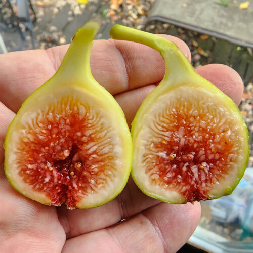 Earleville Mystery White UNK. Fig