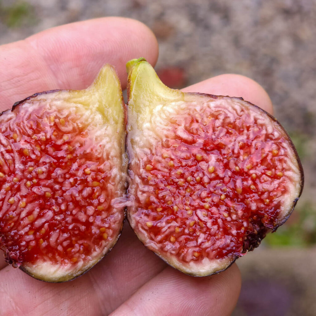 Ronde De Bordeaux Fig (RDB)
