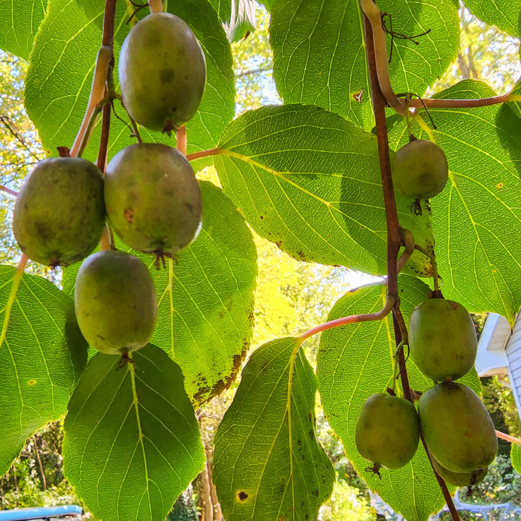 Hardy Kiwi - Anna Female (Actinidia Arguta) (vine)