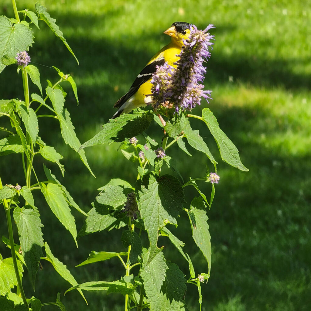 Hyssop (Anise) - native