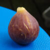 Chicago Hardy Fig (1 gal.) - Image 3