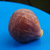 Chicago Hardy Fig (1 gal.) - Image 2