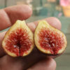 Chicago Hardy Fig (1 gal.)