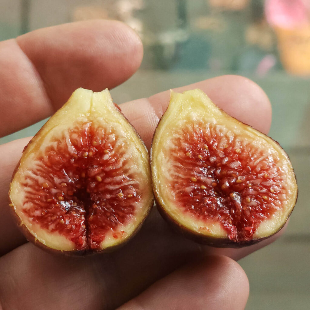 Chicago Hardy Fig (1 gal.)