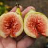 Chico Strawberry - Image 3