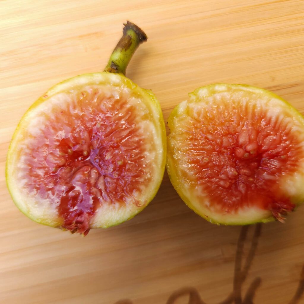 Chico Strawberry fig (3rd year tree) (Pick Up Only)
