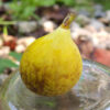 Figoin Fig - Image 2