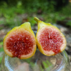 Figoin Fig