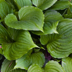Hosta (hosta ventricosa, plantain lilly)