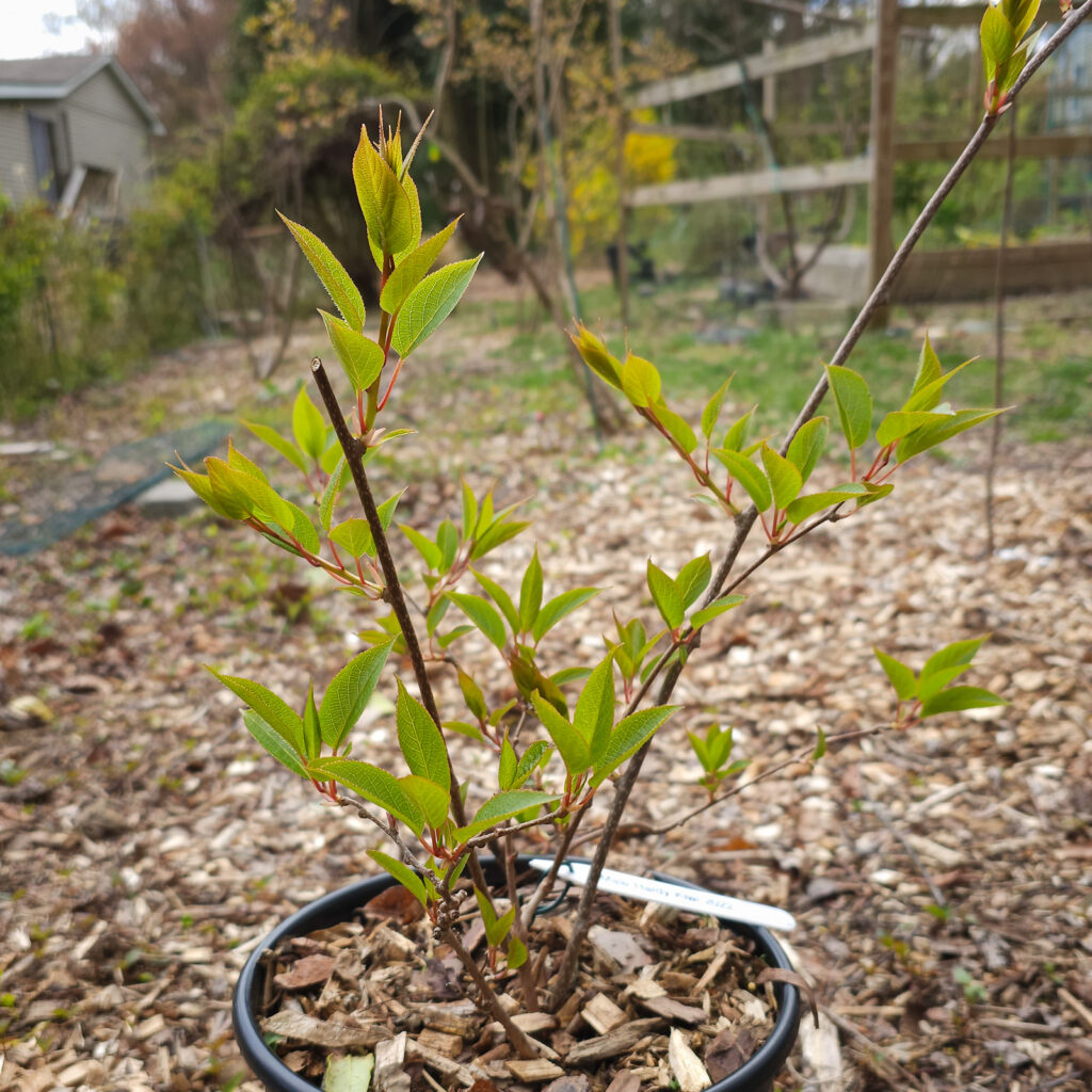 Hardy Kiwi - Chang Bai (Actinidia Arguta) (vine)