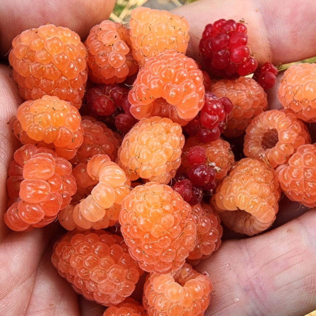 Double Gold Raspberry