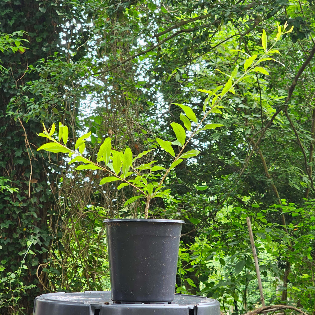 Salavatski Pomegranate (Tree)