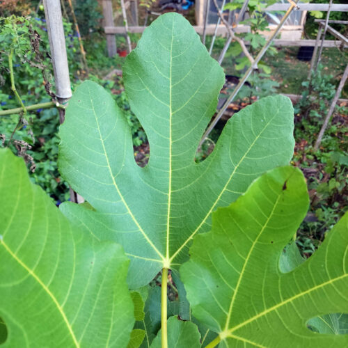 Smith fig leaf