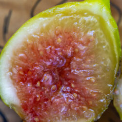 Earleville Mystery White UNK