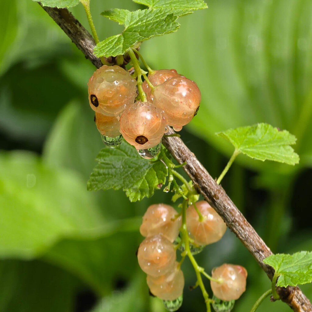 Glorie De Sablons Pink Currant