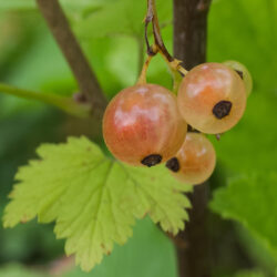 Glorie De Sablons Pink Currant