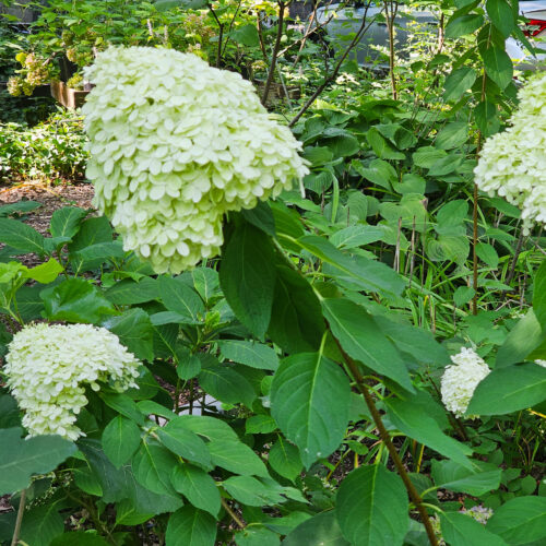 Green/White Panicle Hydrangea - Image 4