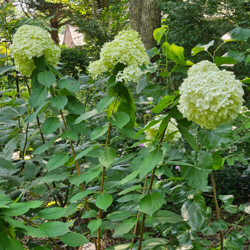 Green/White Panicle Hydrangea - Image 3