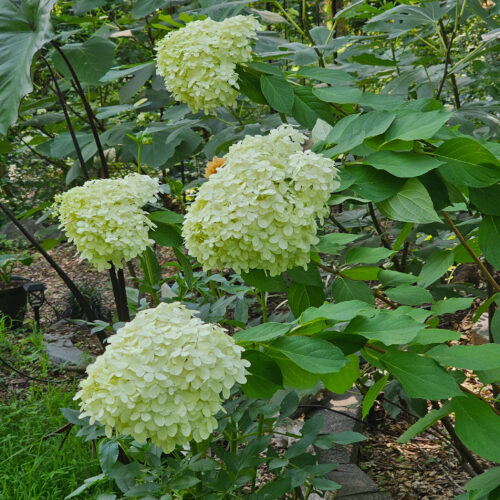 Green/White Panicle Hydrangea - Image 2