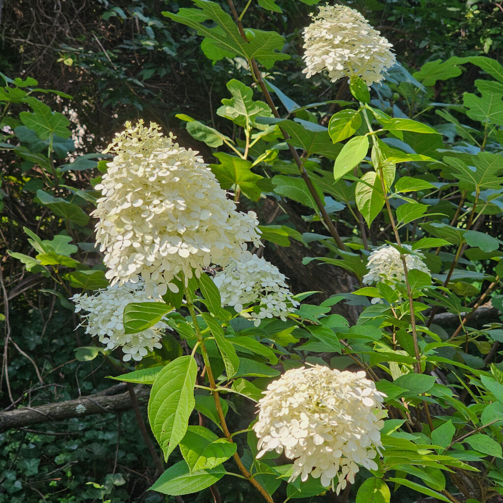 Green/White Panicle Hydrangea (1gal)