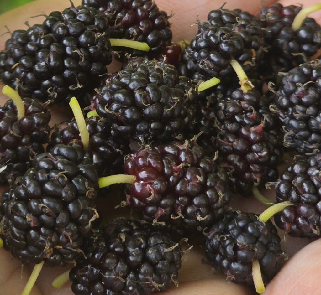 Jans-Best-Everbearing-Mulberry