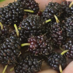 Jans-Best-Everbearing-Mulberry