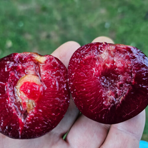 Methely Plum (for grafting)