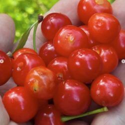 Montmorency Cherry (for grafting)