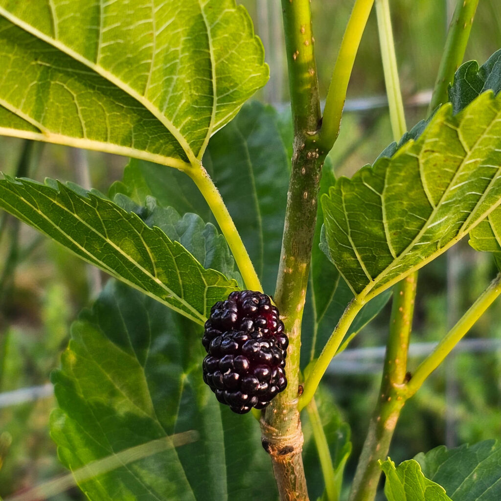Oscar Mulberry