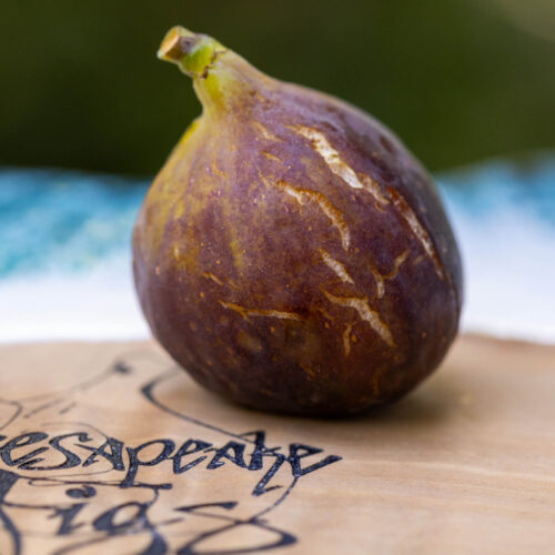 Saint Rita – Chesapeake Figs