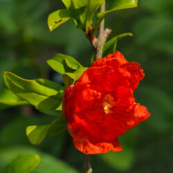 Salavatski Pomegranate Flower