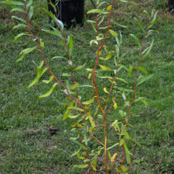 Scarlet Culrs Willow