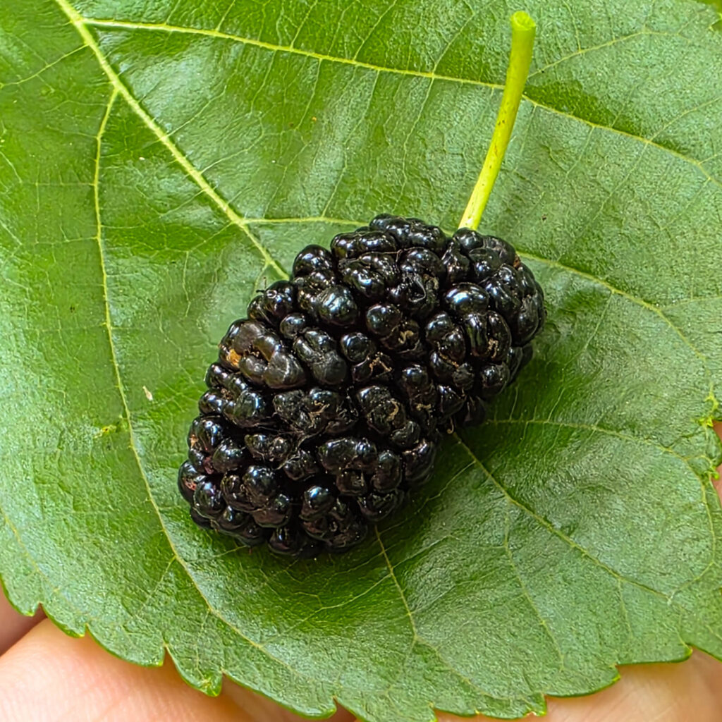 Shangri-La Mulberry