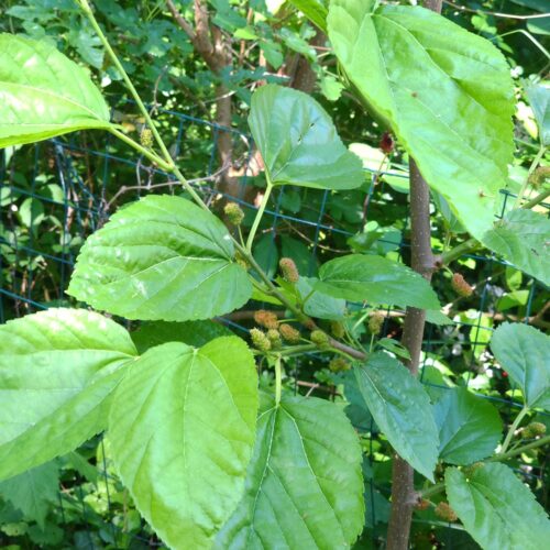 Shangri-la Mulberry - Image 2