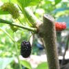 Shangri-la Mulberry
