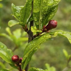 salavatski pomegranate