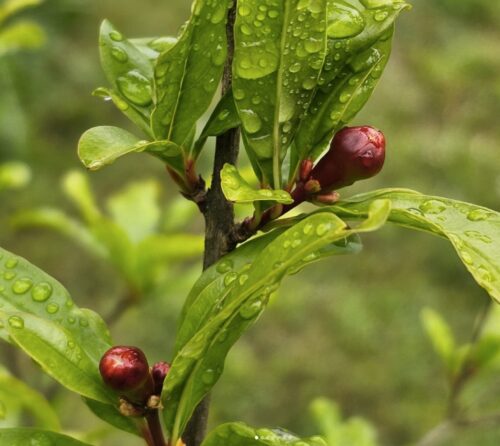 salavatski pomegranate