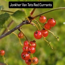 Van Tets Red Currant