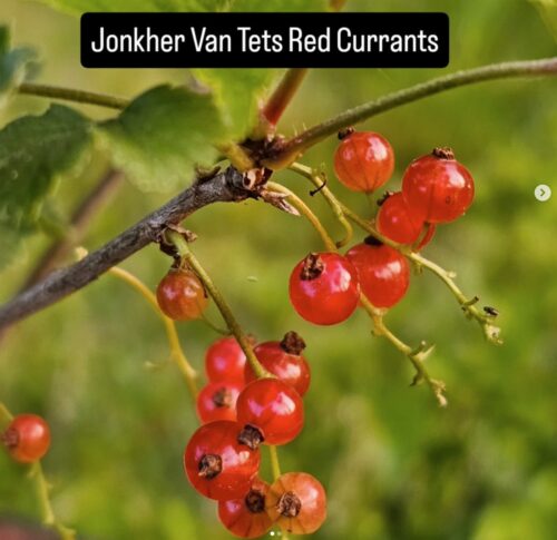Van Tets Red Currant