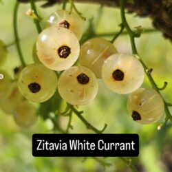 Zittavia Currant