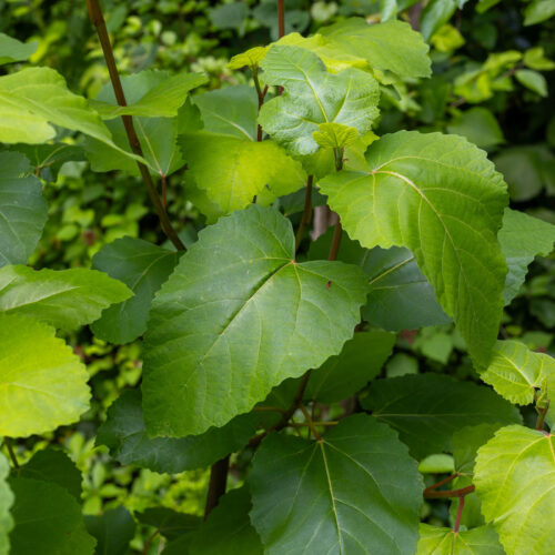 Cherry Cordial Leaf