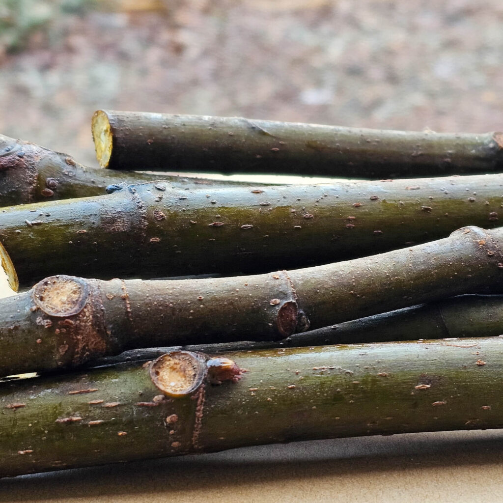 Fig Cuttings ( variety not specified) Good for practicing rooting