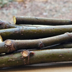 Fig Cuttings ( variety not specified)  Good for practicing rooting