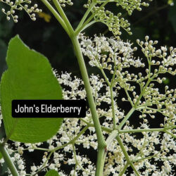 johns elderberry