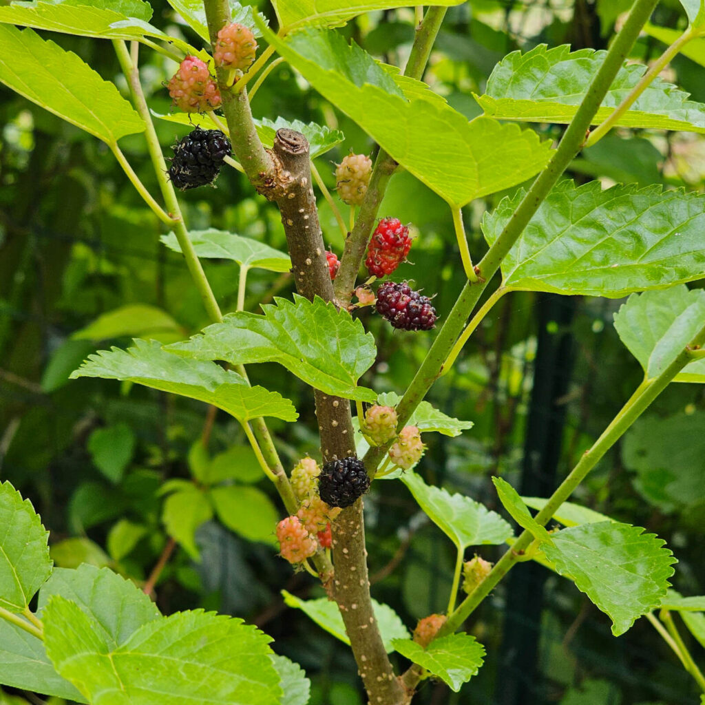 Persian Dwarf Everbearing Mulberry