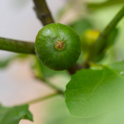 Sal's Mezzojuso Red (2nd yr tree) - Image 3