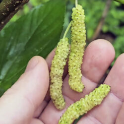 White Pakistan Mulberry