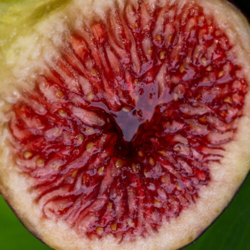 Craven's Craving - Image 5