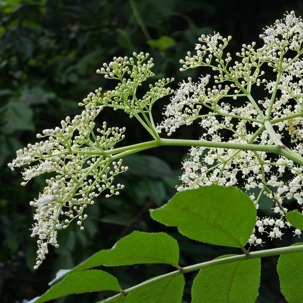 Johns Elderberry